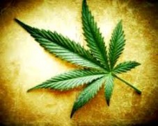 cannabis Biolog potvrđuje ljekovitost kanabisa