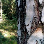 IMG_20150928_154012 Miholjsko ljeto u čarobnoj šumi