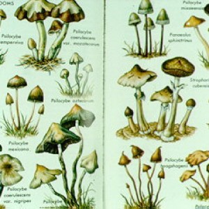 Magic Mushrooms Finally Being Accepted As Viable Treatment For Depression